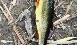 最新偷鱼爆料视频大全图片