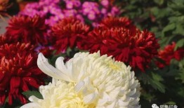 中花校园最新版爆料,揭秘校园风云与青春故事