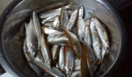 鱼仔最新爆料,揭秘娱乐圈最新动态